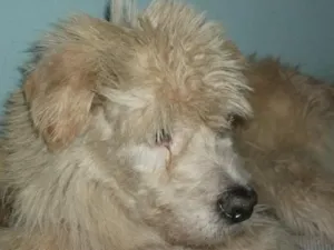 Cachorro raça  idade 6 ou mais anos nome Neymar