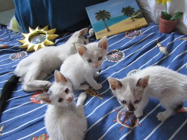 Gato ra a SRD idade Abaixo de 2 meses nome nao tem