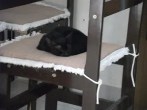 Gato raça  idade 2 a 6 meses nome MIMI