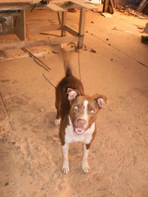 Cachorro ra a Pit-Bull idade  nome Bella