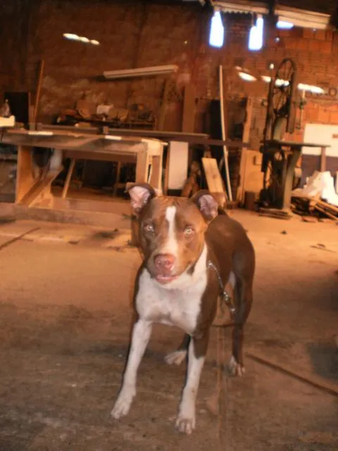 Cachorro ra a Pit-Bull idade  nome Bella