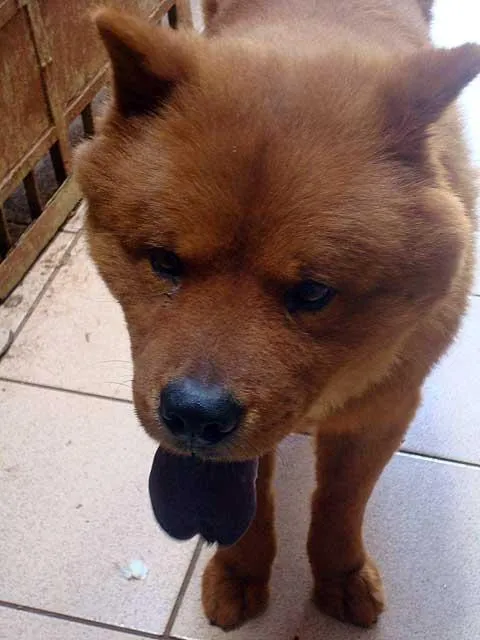 Cachorro ra a ChowChow idade 4 anos nome YUKI