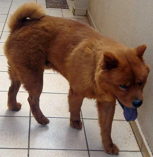 Cachorro ra a ChowChow idade 4 anos nome YUKI