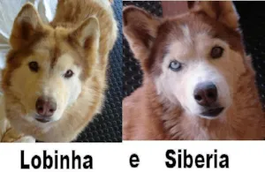 Cachorro raça Husky Siberiano idade 6 ou mais anos nome Lobinha e Sibéria G