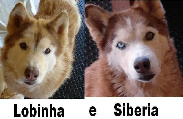 Cachorro ra a Husky Siberiano idade 6 ou mais anos nome Lobinha e Sibéria G