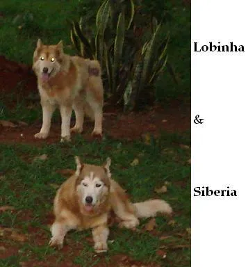 Cachorro ra a Husky Siberiano idade 6 ou mais anos nome Lobinha e Sibéria G