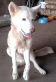 PIPITI