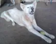 PIPITI