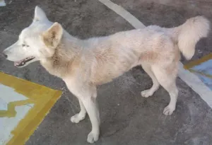 Cachorro raça AKITA pura idade 2 anos nome PIPITI