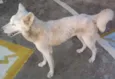 PIPITI