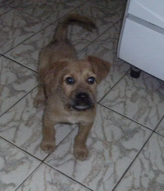 Cachorro ra a desconhecida idade 2 a 6 meses nome Sabrina Pipoca