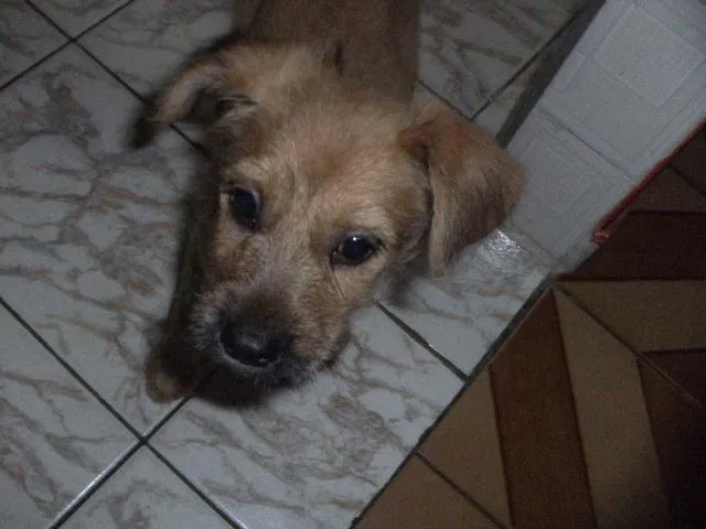 Cachorro ra a desconhecida idade 2 a 6 meses nome Sabrina Pipoca