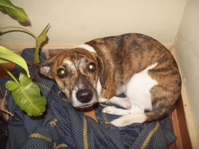 Cachorro ra a idade nome -----------