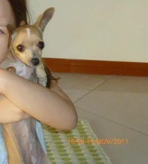Cachorro ra a pinsher idade 2 anos nome Willa