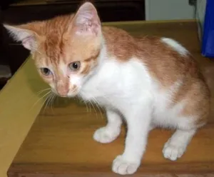 Gato raça SRD idade 2 a 6 meses nome MINGAU