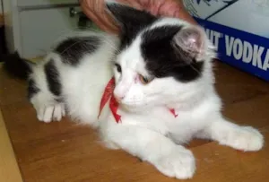 Gato raça SRD idade 2 a 6 meses nome FOFINHOS