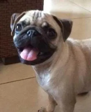 Cachorro raça PUG idade  nome AMY