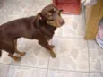 Mel