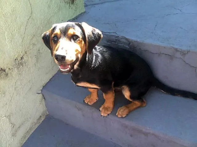 Cachorro ra a SRD idade 2 anos nome snoopy
