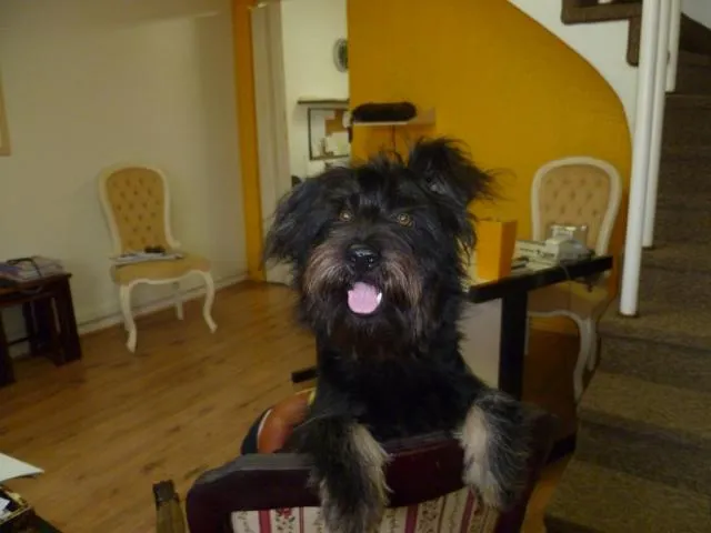 Cachorro ra a SRD idade 1 ano nome Zequinha