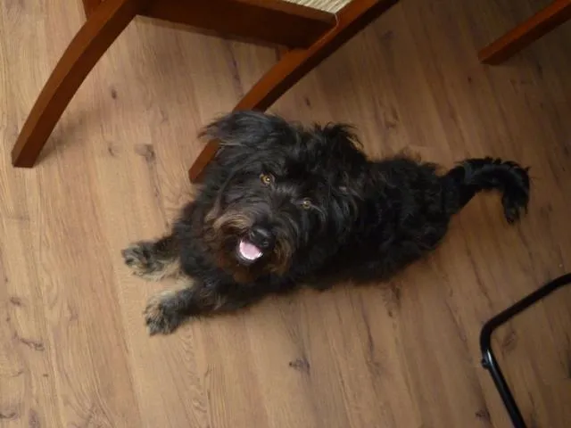 Cachorro ra a SRD idade 1 ano nome Zequinha