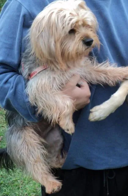 Cachorro ra a Yorkshire idade 2 anos nome Pinguinho GRATIFICA