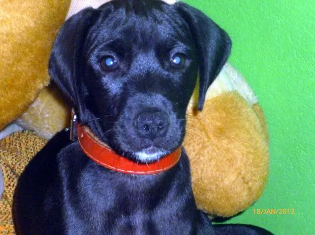 Cachorro ra a srd idade 2 a 6 meses nome neguinho