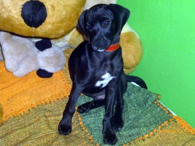 Cachorro ra a srd idade 2 a 6 meses nome neguinho