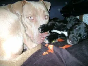 Cachorro raça pitbull e srd idade 1 ano nome Loira e Tuty