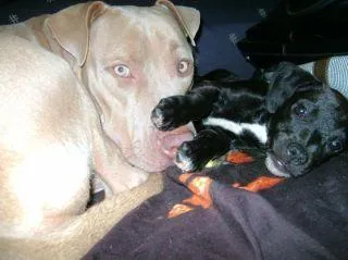 Cachorro ra a pitbull e srd idade 1 ano nome Loira e Tuty