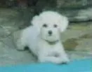 Cachorro raça Pudle Toy idade 6 ou mais anos nome Snoopy GRATIFICA