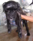 Dengoso