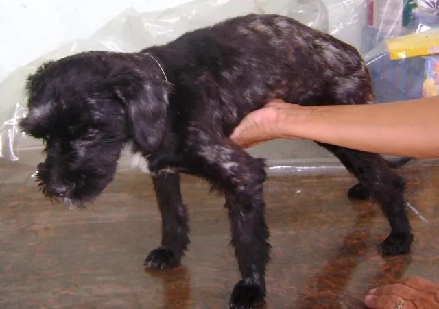Cachorro ra a srd idade 1 ano nome Dengoso
