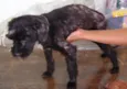 Dengoso