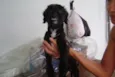 Dengoso