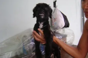 Cachorro raça srd idade 1 ano nome Dengoso