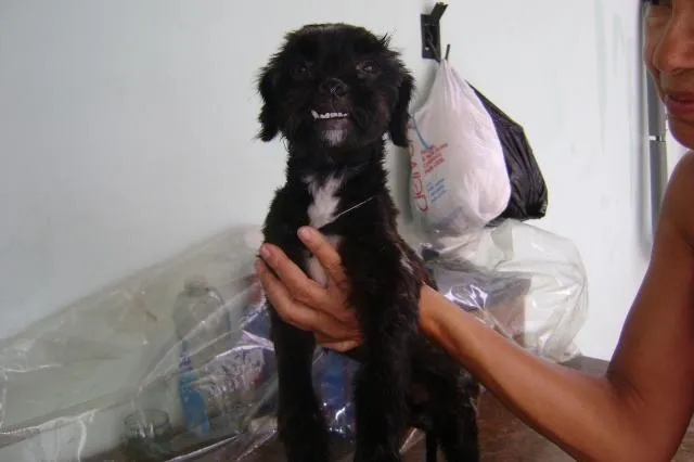 Cachorro ra a srd idade 1 ano nome Dengoso