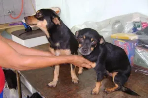 Cachorro raça srd idade 2 a 6 meses nome Tico e Teco