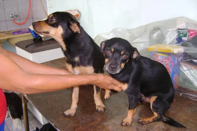 Cachorro ra a srd idade 2 a 6 meses nome Tico e Teco