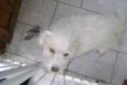 Branquinha