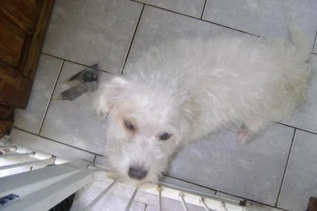 Cachorro ra a srd idade 2 anos nome Branquinha