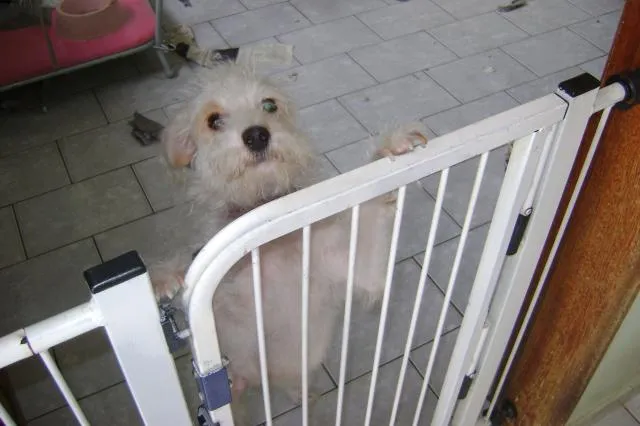 Cachorro ra a srd idade 2 anos nome Branquinha