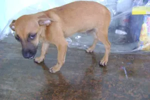 Cachorro raça srd idade 2 a 6 meses nome Dentinho