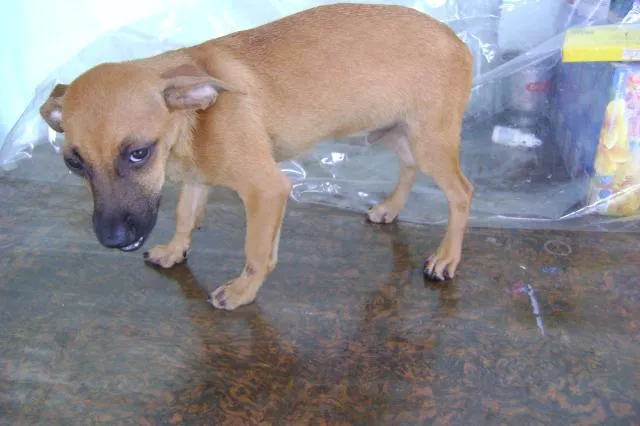 Cachorro ra a srd idade 2 a 6 meses nome Dentinho