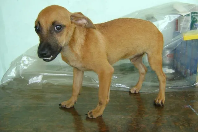 Cachorro ra a srd idade 2 a 6 meses nome Dentinho