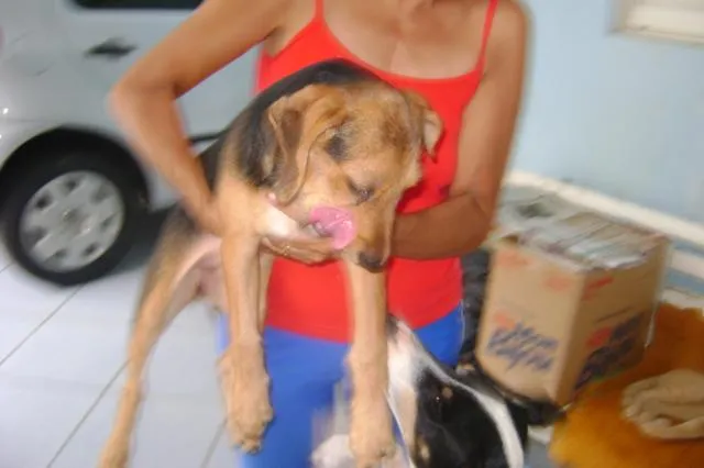 Cachorro ra a SRD idade 2 a 6 meses nome Sapeca