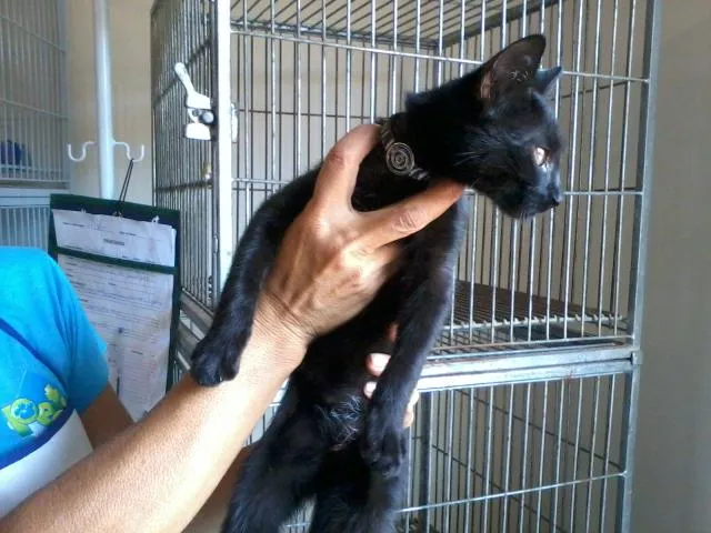 Gato ra a SRD idade 2 a 6 meses nome ENCONTRADO-Neguinho