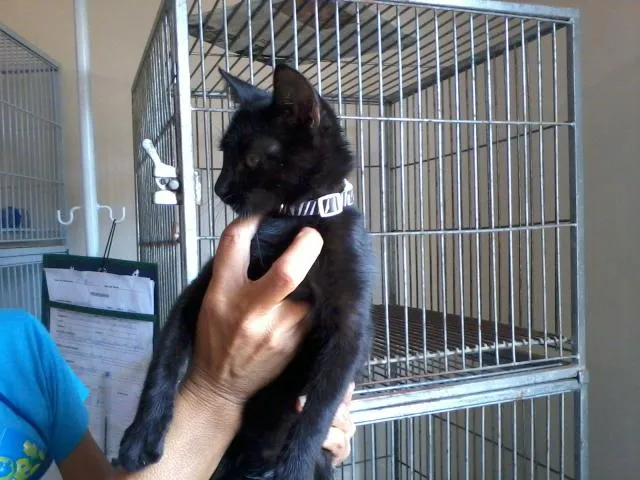 Gato ra a SRD idade 2 a 6 meses nome ENCONTRADO-Neguinho