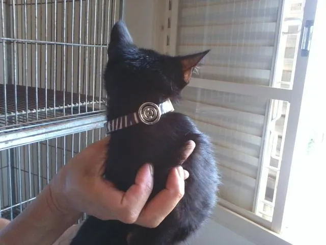 Gato ra a SRD idade 2 a 6 meses nome ENCONTRADO-Neguinho