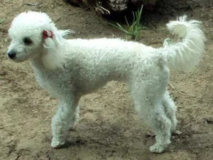 Cachorro raça Poodle Toy  idade  nome VICK GRATIFICA